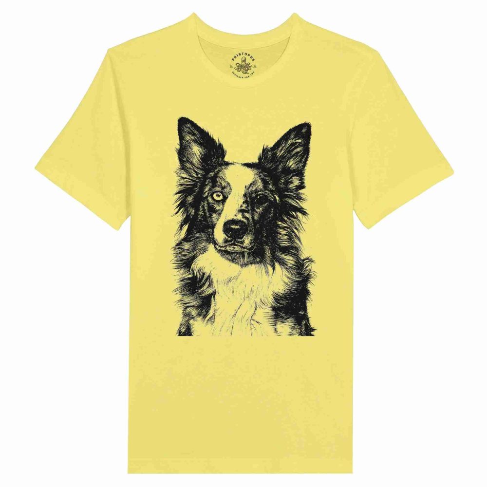 Border Collie Encantador